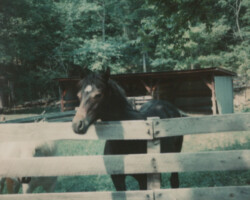 Kerrymor's Autumn Hope at age 2 in 1978.