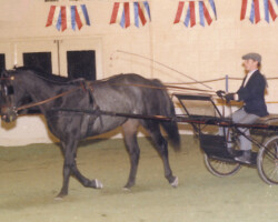 Kerrymor's Autumn Hope competes with Terry McKenna in the driving phase of the Challenge of the Breeds event in 1985 at the St. Louis National Charity Horse Show.