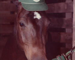 Kerrymor's Autumn Hope wears a Kerrymor Farm hat at a horse show in the early 1980s.