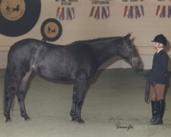 Kerrymor's Autumn Hope and Terry McKenna in 1984 at the St. Louis National Charity Horse Show