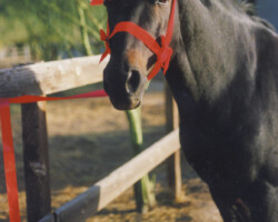 Lynfield Kiltuck, a black Connemara stallion, poses for his Christmas card in the early 1990s. Lynfield Kiltuck, a black Connemara stallion, poses for his Christmas card in the early 1990s.