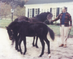 Lynfields Kiltuck, a black Connemara stallion, as a foal in 1975 with Round Robin's Easter Bonnet and Jim Bailey at Lynfields Farm in Vermont. Lynfields Kiltuck, a black Connemara stallion, as a foal in 1975 with Round Robin's Easter Bonnet and Jim Bailey at Lynfields Farm in Vermont.