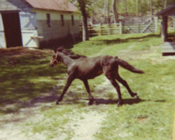 Lynfields Kiltuck as a yearling in 1976. Lynfields Kiltuck as a yearling in 1976.