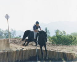 Lynfields Kiltuck, a black Connemara pony stallion, competes in cross country at a combined training event in 1990 at Santa Rita. Lynfields Kiltuck, a black Connemara pony stallion, competes in cross country at a combined training event in 1990 at Santa Rita.