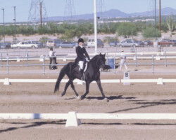 Lynfields Kiltuck, a black Connemara pony stallion, competes in dressage in 1990 at WestWorld in Scottsdale. Lynfields Kiltuck, a black Connemara pony stallion, competes in dressage in 1990 at WestWorld in Scottsdale.