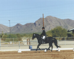 Lynfields Kiltuck, a black Connemara pony stallion, competes in dressage in 1990 at WestWorld in Scottsdale. Lynfields Kiltuck, a black Connemara pony stallion, competes in dressage in 1990 at WestWorld in Scottsdale.