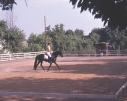 Lynfields Kiltuck, a black Connemara pony stallion, competes in dressage with Louise Shapleigh in the early 1980s. Lynfields Kiltuck, a black Connemara pony stallion, competes in dressage with Louise Shapleigh in the early 1980s.