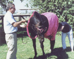 Lynfields Kiltuck, a black Connemara stallion, watches his pink shorts being adjusted for a Christmas card in 1989. Lynfields Kiltuck, a black Connemara stallion, watches his pink shorts being adjusted for a Christmas card in 1989.