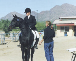 Lynfields Kiltuck, a black Connemara pony stallion, gets ready to compete in dressage in 1990 in Scottsdale. Lynfields Kiltuck, a black Connemara pony stallion, gets ready to compete in dressage in 1990 in Scottsdale.