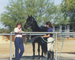 Lynfields Kiltuck,a black Connemara pony stallion, gets washed down after competing at a Santa Rita combined training event in 1990. Lynfields Kiltuck,a black Connemara pony stallion, gets washed down after competing at a Santa Rita combined training event in 1990.