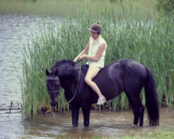 Lynfields Kiltuck goes for a swim in the mid-1980s. Lynfields Kiltuck goes for a swim in the mid-1980s.