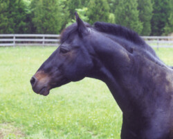 Lynfields Kiltuck, a black Connemara stallion, in the early 2000s at Kerrymor Farm. Lynfields Kiltuck, a black Connemara stallion, in the early 2000s at Kerrymor Farm.