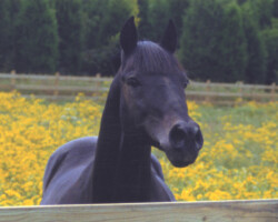 Lynfields Kiltuck, a black Connemara stallion, in a field of flowers in 1997 at Kerrymor Farm. Lynfields Kiltuck, a black Connemara stallion, in a field of flowers in 1997 at Kerrymor Farm.