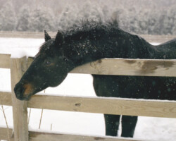 Lynfields Kiltuck, a black Connemara stallion, in his field in the snow in the early 2000s. Lynfields Kiltuck, a black Connemara stallion, in his field in the snow in the early 2000s.
