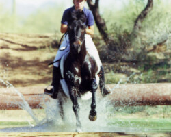 Lynfields Kiltuck, a black Connemara pony stallion, jumps a water jump in 1990. Lynfields Kiltuck, a black Connemara pony stallion, jumps a water jump in 1990.