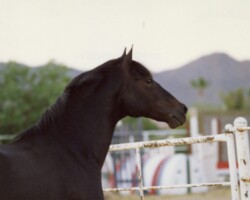 Lynfields Kiltuck, a black Connemara stallion, in 1990. Lynfields Kiltuck, a black Connemara stallion, in 1990.