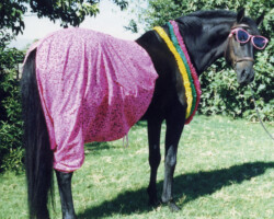 Lynfields Kiltuck, a black Connemara stallion, shows off his pink shorts for a Christmas card in 1989. Lynfields Kiltuck, a black Connemara stallion, shows off his pink shorts for a Christmas card in 1989.