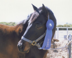 Lynfields Kiltuck, a black Connemara pony stallion, shows off his winning ribbon from a Santa Rita combined training event in 1990. Lynfields Kiltuck, a black Connemara pony stallion, shows off his winning ribbon from a Santa Rita combined training event in 1990.