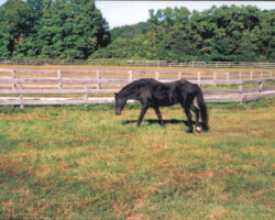 Lynfields Kiltuck, a black Connemara stallion, walks in his field in his late 20s in 2003. Lynfields Kiltuck, a black Connemara stallion, walks in his field in his late 20s in 2003.