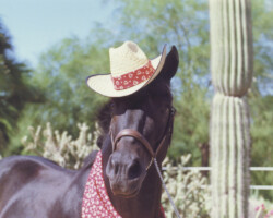 Lynfields Kiltuck, a black Connemara stallion, wears a cowboy hat for his Christmas card around 1990. Lynfields Kiltuck, a black Connemara stallion, wears a cowboy hat for his Christmas card around 1990.