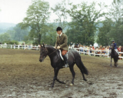 Lynfields Kiltuck, a black Connemara stallion, with Michael Keough in the early 1980s. Lynfields Kiltuck, a black Connemara stallion, with Michael Keough in the early 1980s.