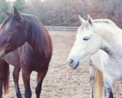 Kerrymor's Darby O'Gill (right) and brother Robin Hood hang out together in 2000.