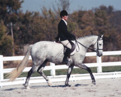 Kerrymor's Darby O'Gill competes in dressage in May 2000. Kerrymor's Darby O'Gill competes in dressage in May 2000.
