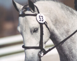 Kerrymor's Darby O'Gill competes in dressage in 2000.