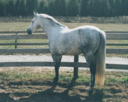 Kerrymor's Darby O'Gill stands in a paddock in 2000.