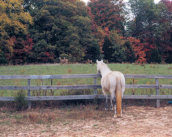 Kerrymor's Darby O'Gill watches deer in a neighboring pasture in 2002.