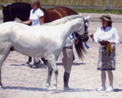 Kerrymor's Darby O'Gill receives the blue ribbon in a conformation class in 2005 at the Midwest Connemara Show.