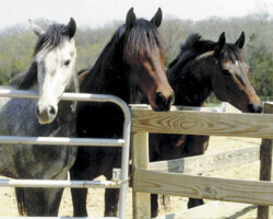 Kerrymor's Darby O'Gill with Kerrymor's Robin Hood and Kerrymor's True Colors in 1999. Kerrymor's Darby O'Gill with Kerrymor's Robin Hood and Kerrymor's True Colors in 1999.