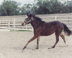Heaven’s Ridge Mistykil Sunset at age 2 in 1993.