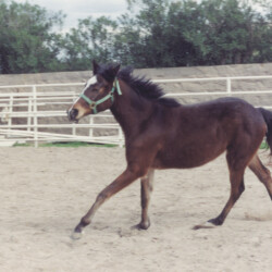 Heaven’s Ridge Mistykil Sunset at age 2 in 1993. Heaven’s Ridge Mistykil Sunset at age 2 in 1993.