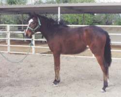 Heaven’s Ridge Mistykil Sunset at age 2 in 1993. Heaven’s Ridge Mistykil Sunset at age 2 in 1993.