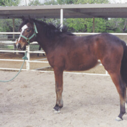 Heaven’s Ridge Mistykil Sunset at age 2 in 1993. Heaven’s Ridge Mistykil Sunset at age 2 in 1993.