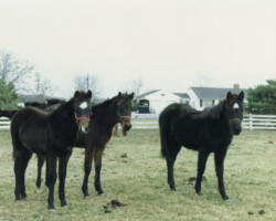 Kerrymor Madison (left) with 14 Karat Kerrymor (center) and Ridgetop Dark Rosaleen in 1987.