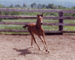 Tower Hill's Megan as a foal in 1980. Tower Hill's Megan as a foal in 1980.