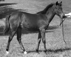 Tower Hill's Megan at the St Louis National Charity Horse Show. Tower Hill's Megan at the St Louis National Charity Horse Show.