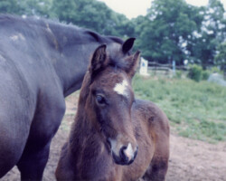 Michael as a foal in 1986.
