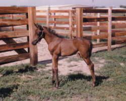 Kerrymor Picture Perfect in 1980. Kerrymor Picture Perfect in 1980.