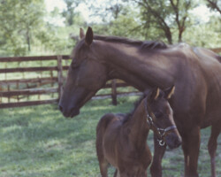 Kerrymor Picture Perfect with Flosie Turn in 1980. Kerrymor Picture Perfect with Flosie Turn in 1980.