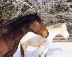 Kerrymor's Robin Hood and Darby O'Gill hang out together in the snow in the early 2000s. Kerrymor's Robin Hood and Darby O'Gill hang out together in the snow in the early 2000s.