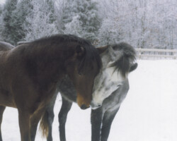 Kerrymor's Robin Hood and Darby O'Gill play in the snow around 2000. Kerrymor's Robin Hood and Darby O'Gill play in the snow around 2000.