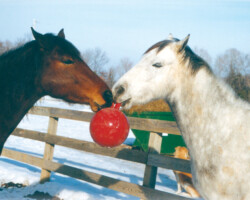 Kerrymor's Robin Hood and Darby O'Gill play ball in the early 2000s. Kerrymor's Robin Hood and Darby O'Gill play ball in the early 2000s.