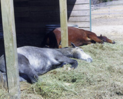 Kerrymor's Robin Hood and Darby O'Gill sunbathe in 1999 Kerrymor's Robin Hood and Darby O'Gill sunbathe in 1999.
