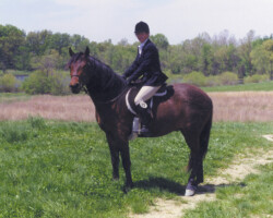 Kerrymor's Robin Hood at his first USDF dressage show in 1999. He won four ribbons, two of them blue, in four classes. Kerrymor's Robin Hood at his first USDF dressage show in 1999. He won four ribbons, two of them blue, in four classes.