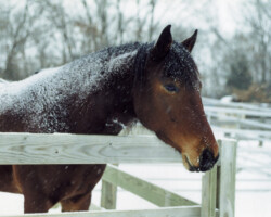 Kerrymor's Robin Hood after a snowstorm. Kerrymor's Robin Hood after a snowstorm.