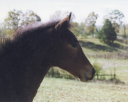 Kerrymor's Robin Hood in 1996. Kerrymor's Robin Hood in 1996.