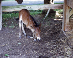 Kerrymor's Robin Hood as a young foal in 1996. Kerrymor's Robin Hood as a young foal in 1996.